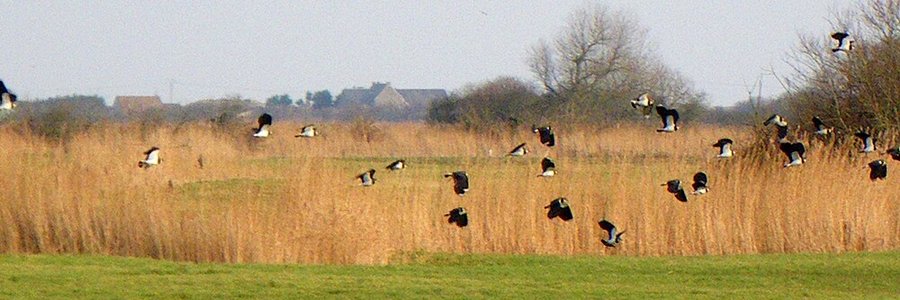 Saint-Germain-de-Varreville (61600) Orne 61 (Normandie)